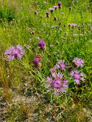 Centaurea jacea