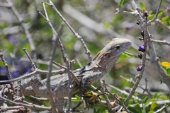 Ctenosaura macrolopha