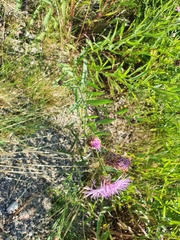 Centaurea jacea