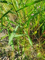Centaurea jacea