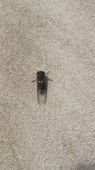 Diceroprocta cinctifera