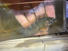 Chasmodes bosquianus
