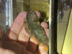 Chasmodes bosquianus