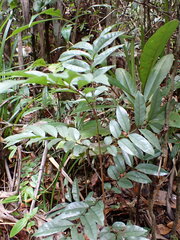 Colea