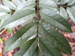 Colea