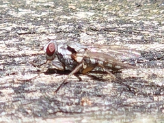 Eustalomyia
