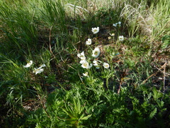 Anemonastrum