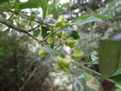 Euonymus morrisonensis