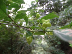 Euonymus morrisonensis