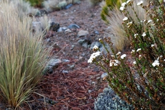 Oxylobus arbutifolius