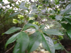 Euonymus morrisonensis