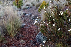 Oxylobus arbutifolius