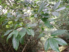 Euonymus morrisonensis