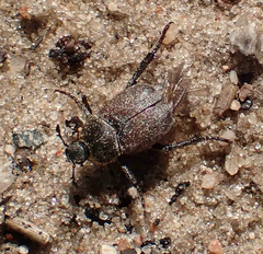 Hoplia laticollis