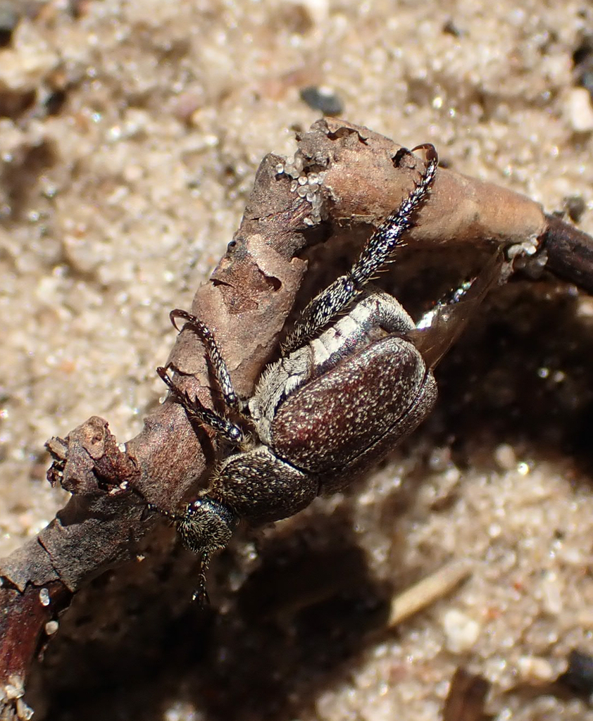 Hoplia laticollis