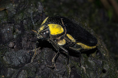Sternocera orissa luctifera