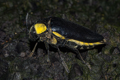 Sternocera orissa luctifera