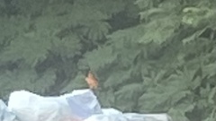 Icterus icterus