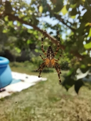 Araneus diadematus