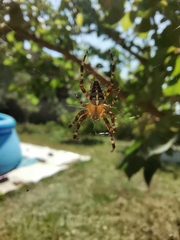 Araneus diadematus