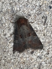 Mesoligia literosa