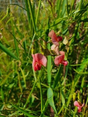 Lathyrus sylvestris