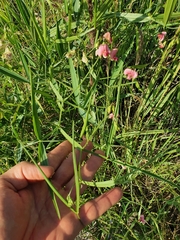 Lathyrus sylvestris
