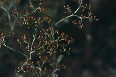 Eriogonum multiflorum