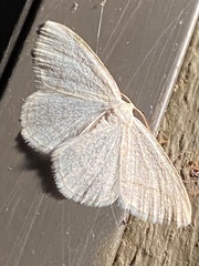 Protitame subalbaria