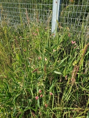 Lathyrus sylvestris