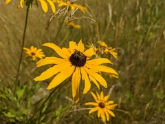 Melissodes illatus