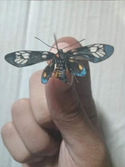 Trypanophora semihyalina