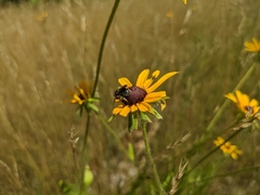 Melissodes illatus