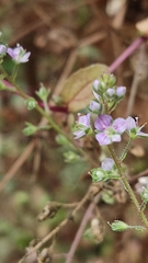 Veronica anagalloides