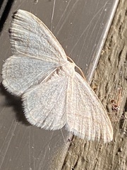 Protitame subalbaria