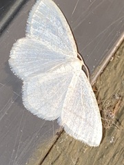 Protitame subalbaria