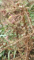 Veronica anagalloides