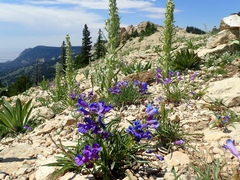 Penstemon caryi