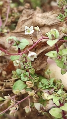 Veronica anagalloides