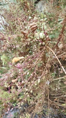 Veronica anagalloides
