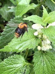 Bombus pascuorum