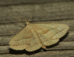 Macrochilo absorptalis