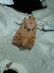 Amphipoea oculea