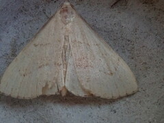 Macrochilo litophora