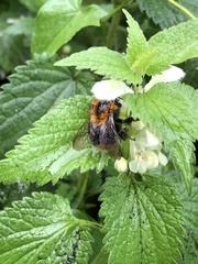 Bombus pascuorum