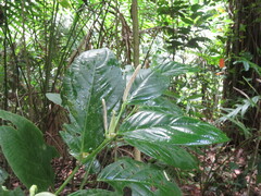 Piper glabrescens