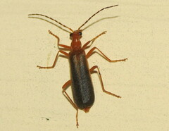 Podabrus protensus