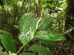 Piper glabrescens