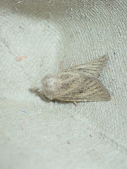 Photedes fluxa