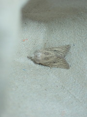 Photedes fluxa